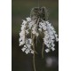 Dendrobium Cretaceum - Em floração!