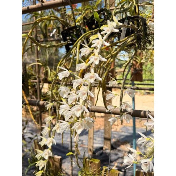 Dendrobium Cretaceum - Em floração!