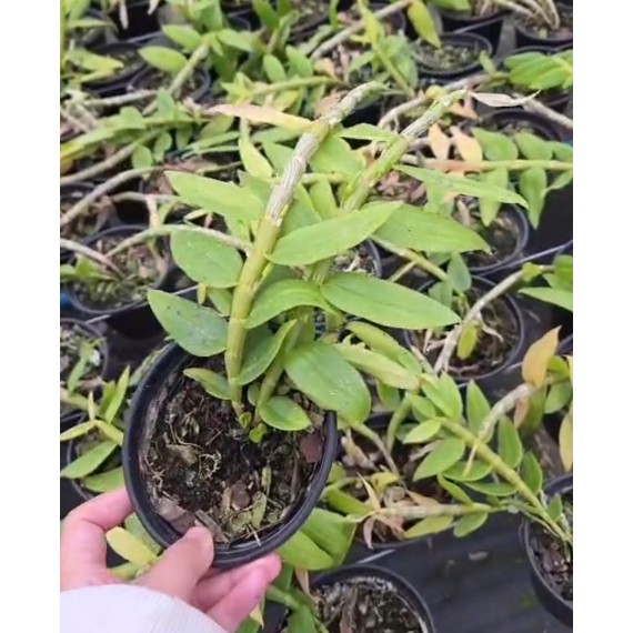 Dendrobium Cretaceum - Em floração!