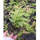 Dendrobium Cretaceum - Em floração!