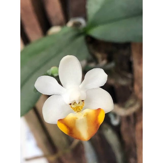 Phalaenopsis Lobbii var. Vietnamensis - Haste...