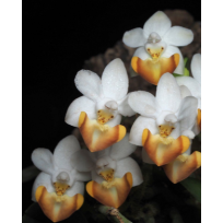 Phalaenopsis Lobbii var. Vietnamensis - NA PLACA