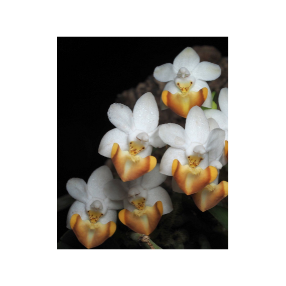 Phalaenopsis Lobbii var. Vietnamensis - Haste...