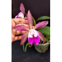 Blc. Durigan x Nodosa - AD