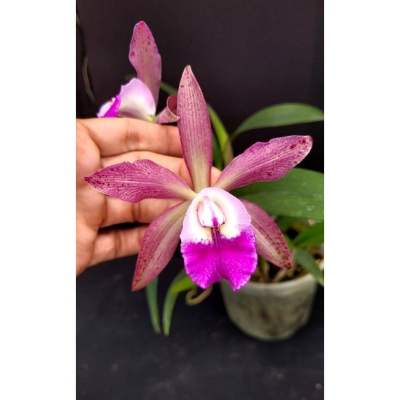 Blc. Durigan x Nodosa - AD