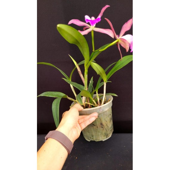 Blc. Durigan x Nodosa - AD