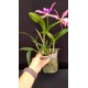 Blc. Durigan x Nodosa - AD