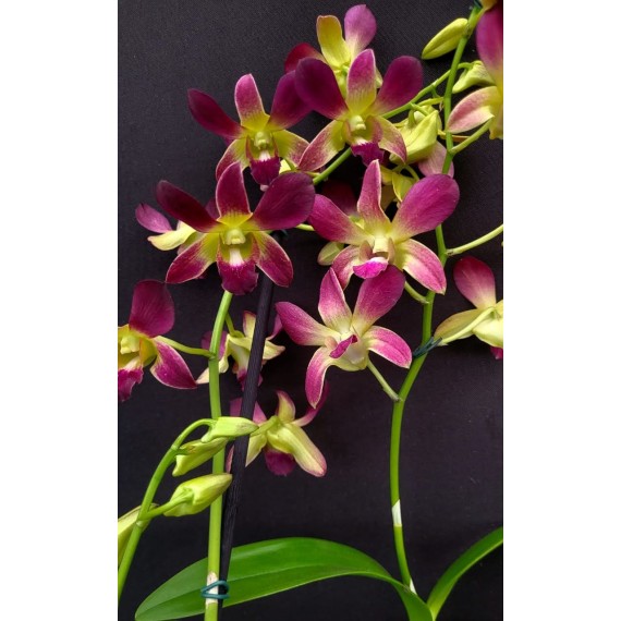 Dendrobium Morning Sun (denphal) - AD