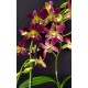 Dendrobium Morning Sun (denphal) - AD