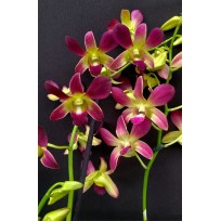 Dendrobium Morning Sun (denphal) - AD
