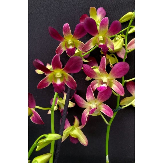 Dendrobium Morning Sun (denphal) - AD