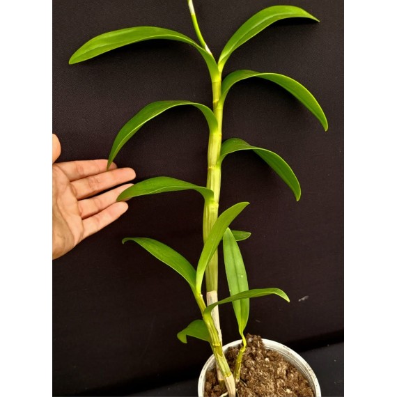 Dendrobium Morning Sun (denphal) - AD