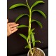 Dendrobium Morning Sun (denphal) - AD