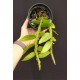 Dendrobium Cretaceum - Em floração!