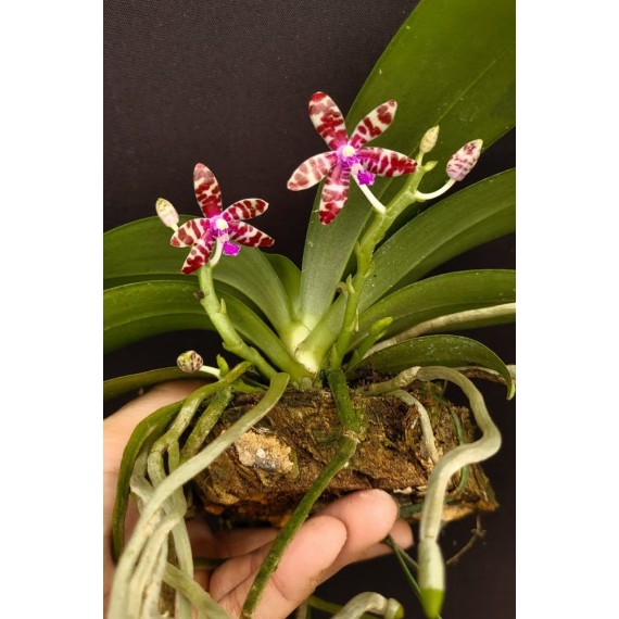 Phalaenopsis Bastiani - Haste Floral