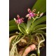 Phalaenopsis Bastiani - Haste Floral