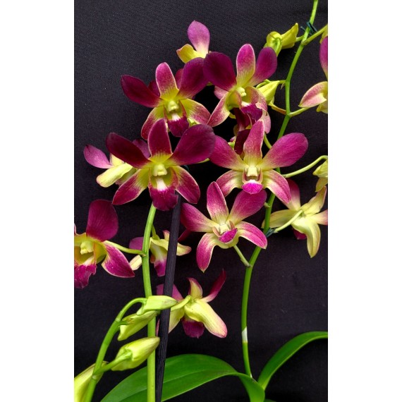 Dendrobium Morning Sun (denphal) - AD