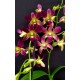 Dendrobium Morning Sun (denphal) - AD