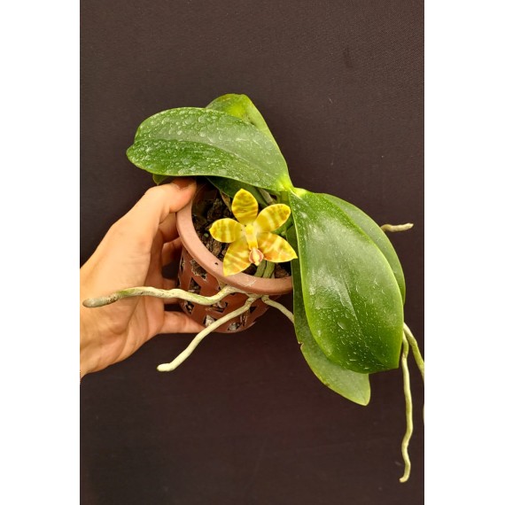 Phalaenopsis Venosa OSC - Haste Floral