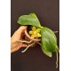 Phalaenopsis Venosa OSC - Haste Floral