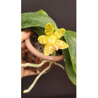 Phalaenopsis Venosa OSC - Haste Floral