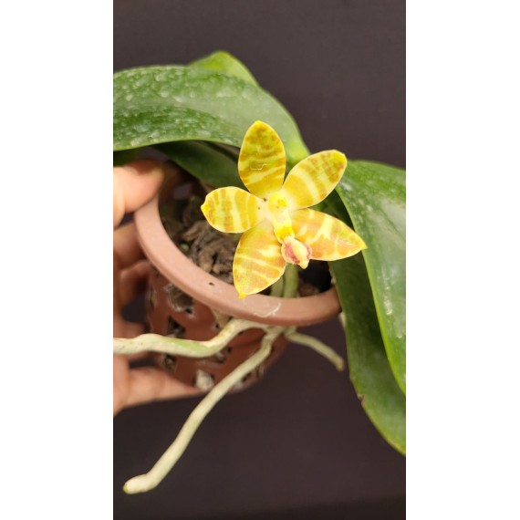 Phalaenopsis Venosa OSC - Haste Floral