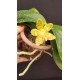 Phalaenopsis Venosa OSC - Haste Floral