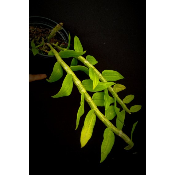 Dendrobium Cretaceum - Em floração!
