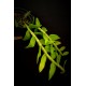 Dendrobium Cretaceum - Em floração!