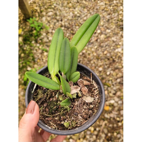 Cattleya Luteola - NBS