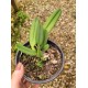 Cattleya Luteola - NBS