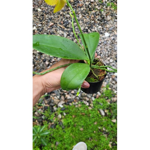 Phalaenopsis Surpresa