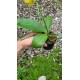 Phalaenopsis Surpresa - Primeira florada