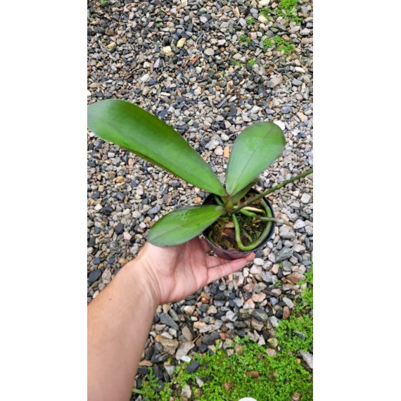 Phalaenopsis Surpresa - Primeira florada