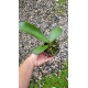 Phalaenopsis Surpresa - Primeira florada