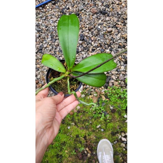 Phalaenopsis Surpresa