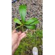 Phalaenopsis Surpresa
