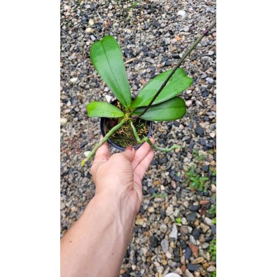 Phalaenopsis Surpresa - Primeira florada
