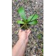 Phalaenopsis Surpresa