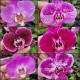 Phalaenopsis Surpresa - Primeira florada