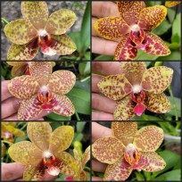 Phalaenopsis Orchid World - Com Haste Floral