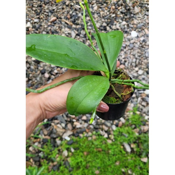 Phalaenopsis Orchid World - Com Haste Floral