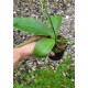 Phalaenopsis Orchid World - Com Haste Floral