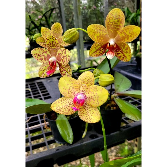Phalaenopsis Orchid World - Com Haste Floral