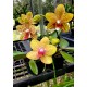 Phalaenopsis Orchid World - Com Haste Floral
