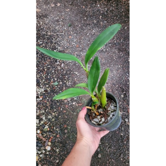 Dendrobium Spectabile - Pre Adulta