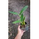 Dendrobium Spectabile - Pre Adulta