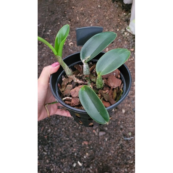Cattleya Walkeriana  A15 x  Helena - AD