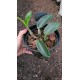 Cattleya Walkeriana  A15 x  Helena - AD