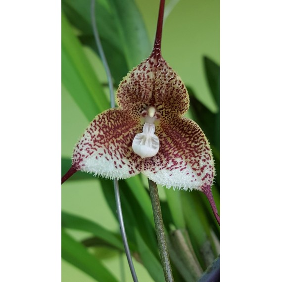 Dracula Erythrocaete - Orquidea Cara de Macaco